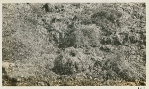 Image of Nest of Lemming